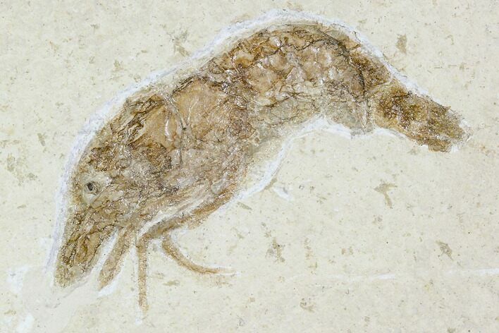 Detailed, Fossil Shrimp - Solnhofen Limestone #108912